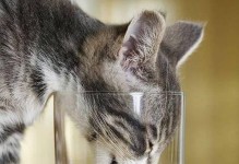 小奶猫的奶品选择（小奶猫的健康成长离不开正确的奶品选择）