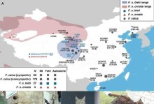 探寻猫咪的祖先之谜（从野生到家养，揭秘猫咪的起源）
