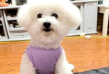 狗狗生理期注意事项——关爱你的毛茸好伙伴（狗狗生理期需关注的细节，让它们度过舒适健康的日子）