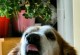 金毛犬眼睛发亮的原因（探究金毛犬眼睛光芒背后的秘密）