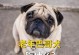 八哥如何变肥？（探索八哥增肥的食谱及方法）