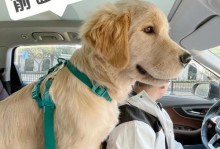 狗狗坐车的注意事项（如何让狗狗在车上安全愉快地旅行？）