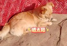 怀孕的狗每天需要晒太阳多久？（了解狗狗晒太阳的重要性及适宜时间）