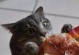如何选择适合猫咪的优质猫粮（深度分析市面上的猫粮品牌及）