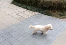以泰迪断尾为主题的讨论（泰迪断尾）