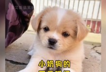 刚出生的小奶狗的饮食原因与注意事项（为小奶狗提供合适的饮食是保证其健康成长的关键）