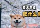 探讨狗狗吃什么吐什么及应对方法（了解狗狗消化问题的根源与解决方案）