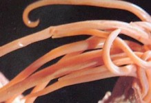 狗狗粪检查为何无法准确检测出虫？（虫体特征与检测方法不匹配的关键原因）