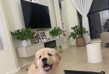 五个月金毛的主要生长特征与需注意之事项（探秘金毛五个月内的成长轨迹与照顾技巧）