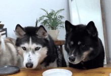 狗狗的饮食需求及健康建议（营养均衡饮食是宠物狗狗的基本需求）