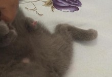 母猫的下体是什么样子的？（探秘母猫下体的神秘之处）