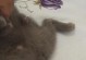 母猫的下体是什么样子的？（探秘母猫下体的神秘之处）
