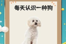 贵宾犬的适宜饮食频率（探究贵宾犬饮食频率对健康的影响与建议）