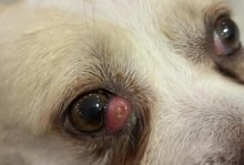 狗狗的视力特点解析（为什么狗狗都是“近视眼”？及其原因分析）