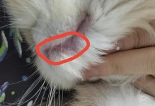 猫嘴巴湿的疾病解析（探究猫嘴湿的原因及相关健康问题）