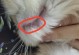 猫嘴巴湿的疾病解析（探究猫嘴湿的原因及相关健康问题）