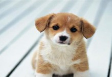 如何避免狗狗乱叫的方法（控制犬只叫声，让生活更加和谐）