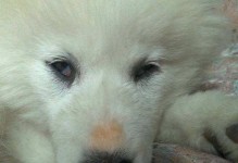 犬瘟的死亡率之高（揭秘犬瘟高死亡率的主要因素，保护你的爱犬免受其侵害）