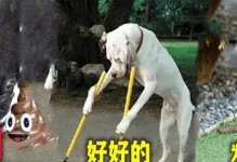 探究狗狗吐狗粮的原因（宠物主人必看，了解狗狗的身体状况）