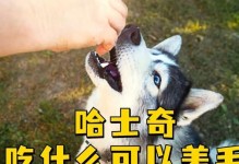 哈士奇小狗的饮食需求（了解哈士奇幼犬的主要饮食需求，让它健康成长）