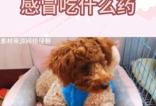 九个月大的泰迪宝宝可以吃的水果（为你的泰迪提供健康的水果饮食）