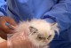 小猫猫藓恢复需要多长时间？（猫藓康复进展和关键因素的分析）