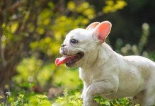如何消除爱犬体臭？（以天然方式让宠物芳香四溢）
