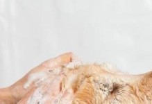 幼犬洗澡误区（避免常见错误，宠物更健康）