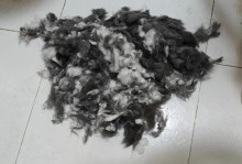 猫咪护理（让你的猫咪在适当的时间剪毛，让它保持舒适与健康）