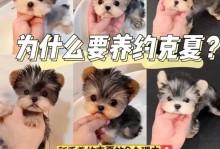 约克夏是否适合喝牛奶？（宠物的饮食习惯探究及牛奶对约克夏的影响分析）