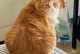 小猫菊花（小猫菊花的特征、生长习性及应用价值）