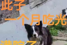 狗有眼屎的原因及解决方法（为什么狗会有眼屎？如何有效解决狗的眼屎问题？）