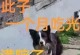 狗有眼屎的原因及解决方法（为什么狗会有眼屎？如何有效解决狗的眼屎问题？）