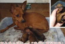 申请幼犬出生纸的必备材料和流程（准备齐全，顺利申请出生纸，关键在这一点！）