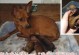 申请幼犬出生纸的必备材料和流程（准备齐全，顺利申请出生纸，关键在这一点！）