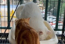 如何训练小猫使用猫砂盆（有效训练小猫拉屎的方法）