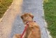 金毛幼犬的成长之旅（探索金毛幼犬走路的时间和方法）