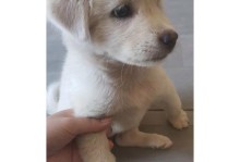 狗狗洗完后一直抖耳朵的原因及解决方法（为什么狗狗洗完后会抖耳朵？怎样帮助狗狗缓解耳朵不适？）