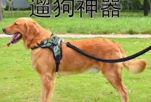 狗狗为何需要被牵着走？（了解狗狗喜欢牵着走的原因以及如何正确牵引）