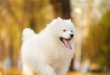 养萨摩幼犬的注意事项（关爱、训练、健康，助您打造快乐的宠物生活）