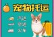 一月狗空运的全程安排（顺利、安全、舒适，这是每一只宠物狗空运的保障）