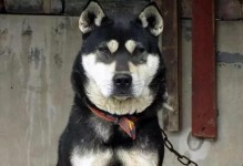 土狗毛发优势及最佳护理方法（探索土狗毛发的独特之美和保养秘籍）