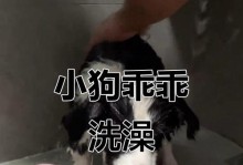 成年边牧洗澡频率及注意事项（了解成年边牧洗澡的最佳时间和正确方法，让爱宠更舒适）