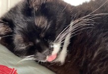探究小猫身上的黑色物质（探究小猫身上的黑色物质）