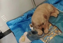 小金毛不吃泡的狗粮怎么办？（宠物饮食需谨慎，教你如何解决小金毛挑食的问题！）