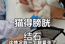 猫咪尿结石的前兆及预防方法（猫咪上不出小便可能是尿结石引起的，了解前兆及预防方法是关键）