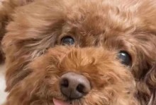狗狗呕吐，是因为吃坏东西了吗？（探讨狗狗呕吐的原因及处理方法）
