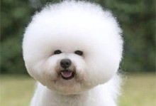探寻比熊犬的一生（了解这些，让你更懂你的比熊宝贝）