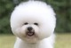 探寻比熊犬的一生（了解这些，让你更懂你的比熊宝贝）