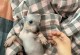 无毛犬种（追求整洁家居的最佳选择）